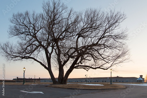  Early spring dawn view of large tree on the Plains of Abraham and the top of the Quebec Citadel seen on the Cape Diamond in the background, Quebec City, Quebec, Canada