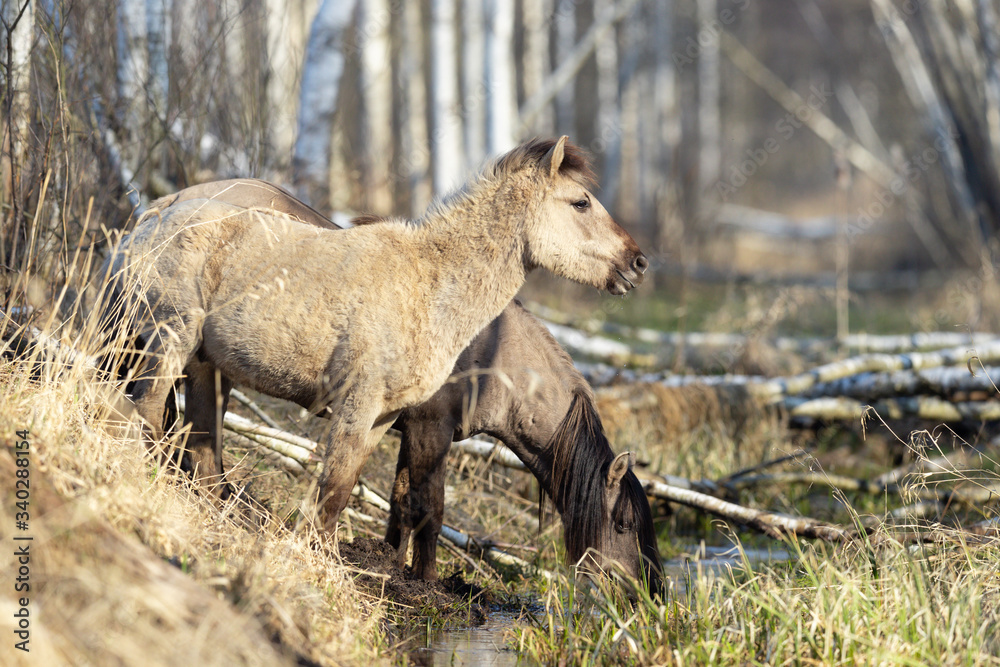 Fototapeta premium Beautiful gray wild horse graze in the forest