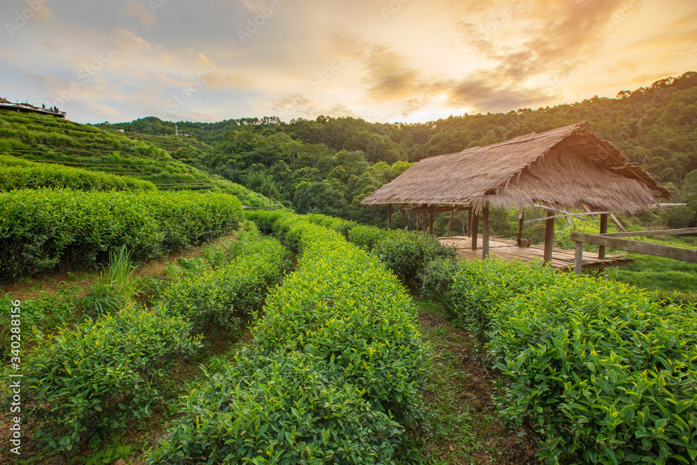 Tea plantation in morning with the cottage and sunlight at Doi Ang Khang in Chiang mai, Thailand.