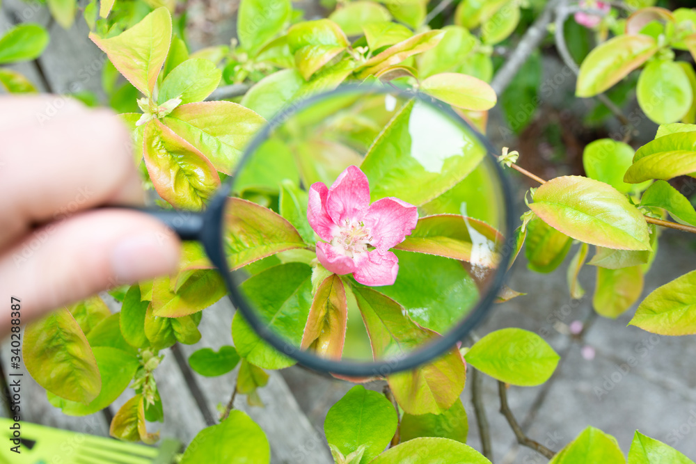 花梨の花を虫眼鏡で拡大 Stock 写真 Adobe Stock