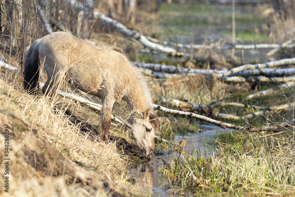 Fototapeta premium Beautiful gray wild horse graze in the forest