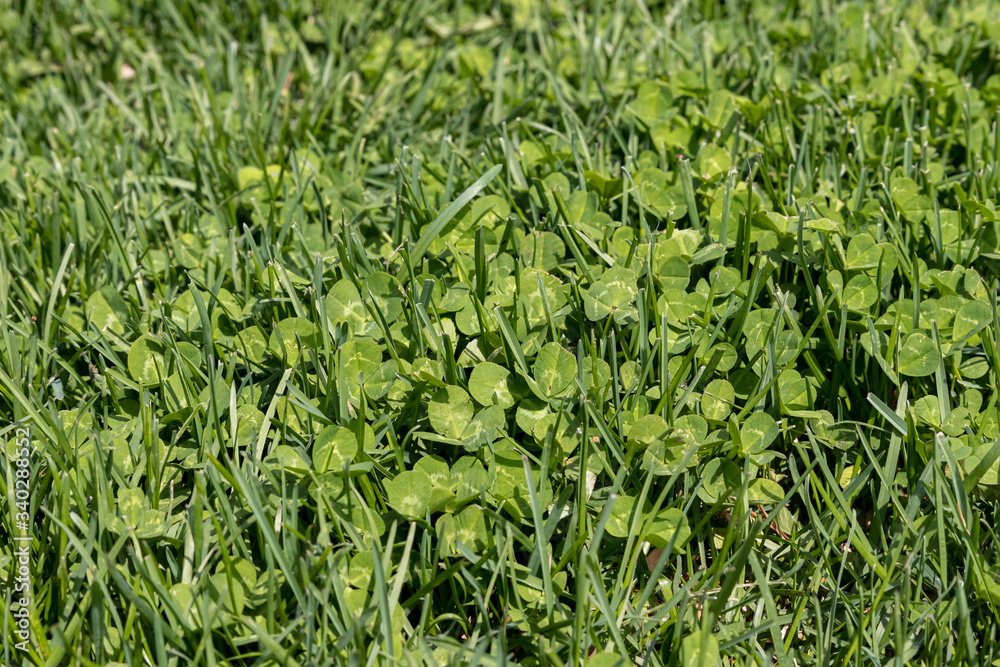 Clover weeds growing in green grass of yard. Concept of home DIY lawn care maintenance and landscaping Clover weeds growing in green grass of yard. Concept of home DIY lawn care maintenance and landscaping