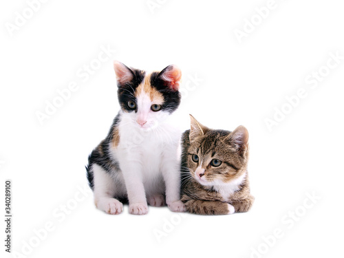 kittens on white background