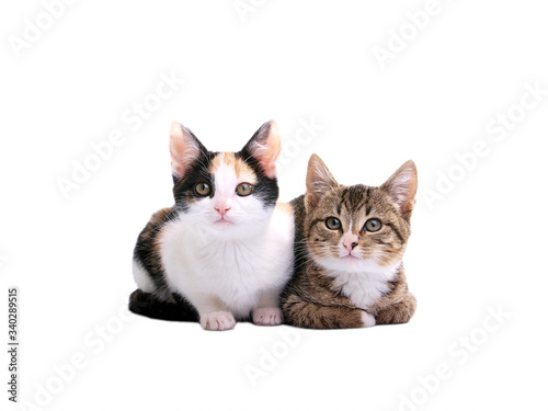 kittens on white background