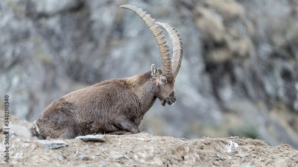 Alpine ibex moving on avalanche (Capra ibex)