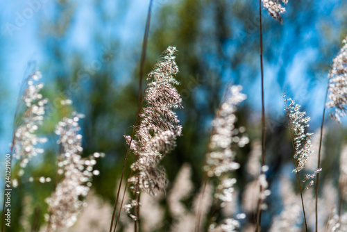 reeds in the wind © Coen