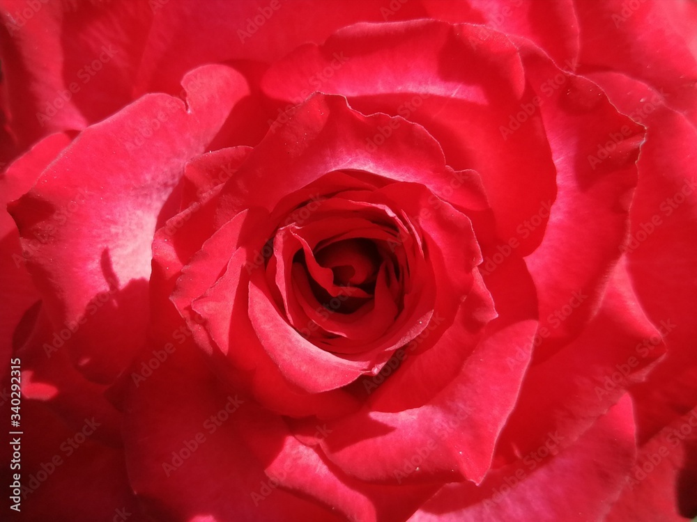 red rose close up red rose close up