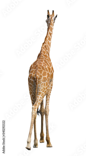 Photography giraffe isolated