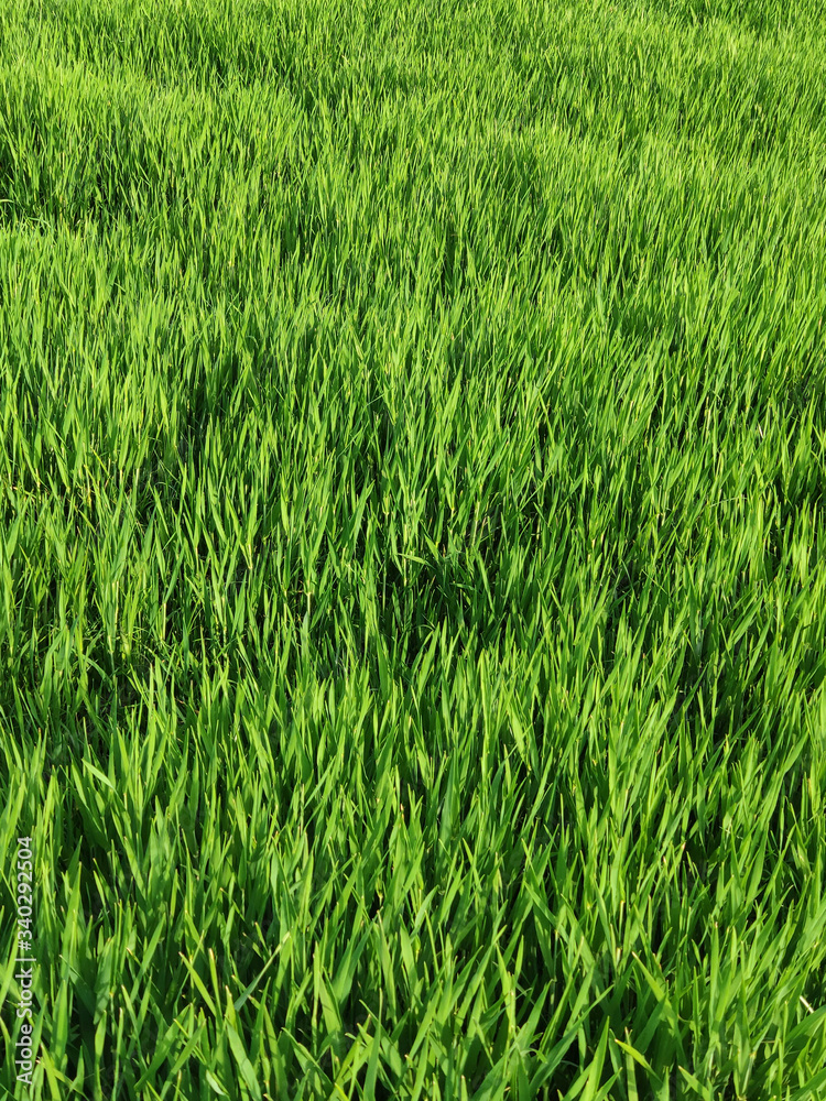 champs de blé champs de blé