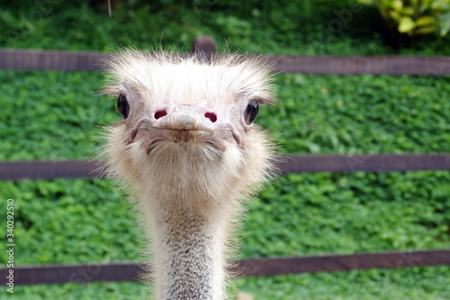 portrait of an ostrich at the zoo in Pereira, Risaralda, Colombia. photo
