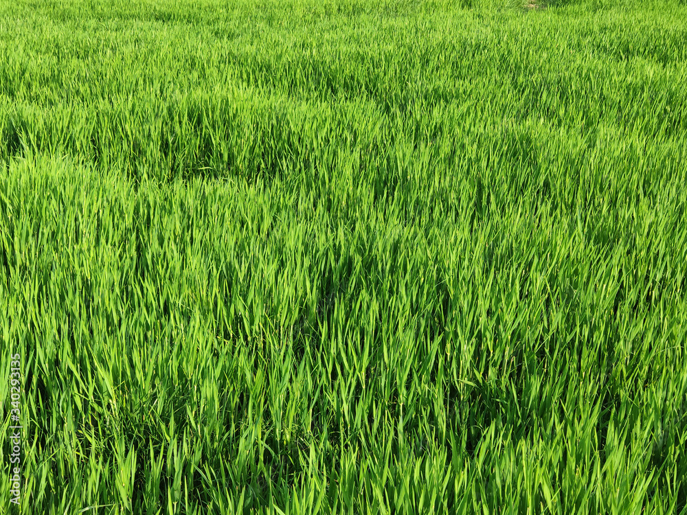 Fototapeta premium champs de blé