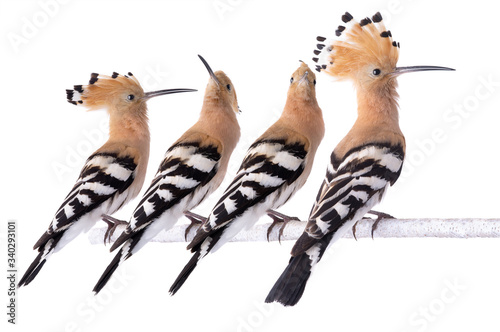 family of hoopoe sits on a birch tree isolated on a white background.