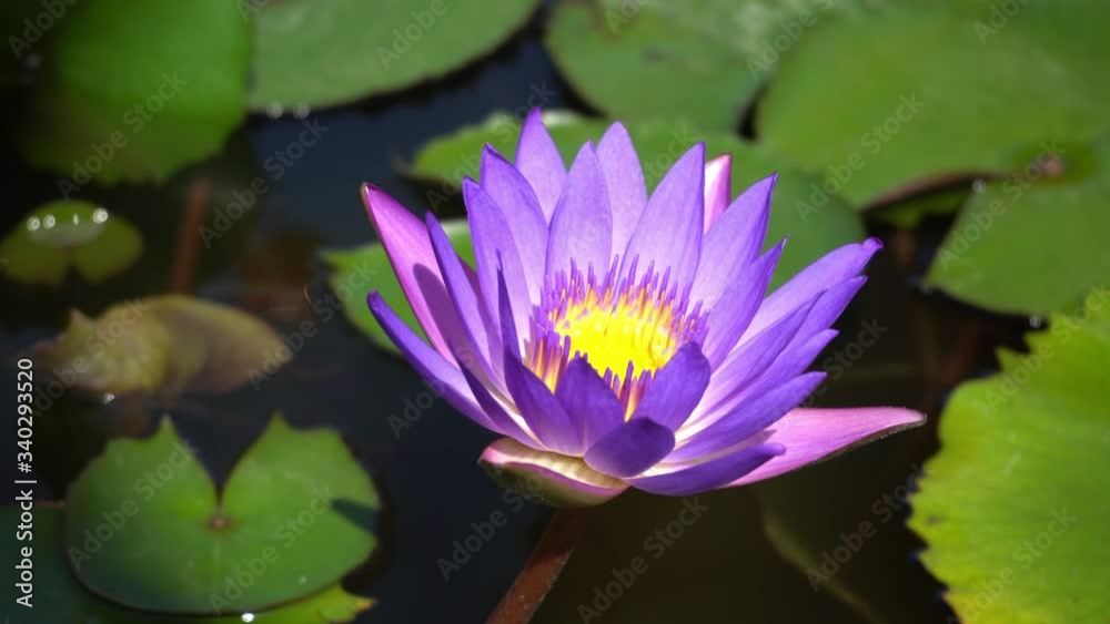 A bee collect nectar at lotus flower near pond. A bee collect nectar at lotus flower near pond.