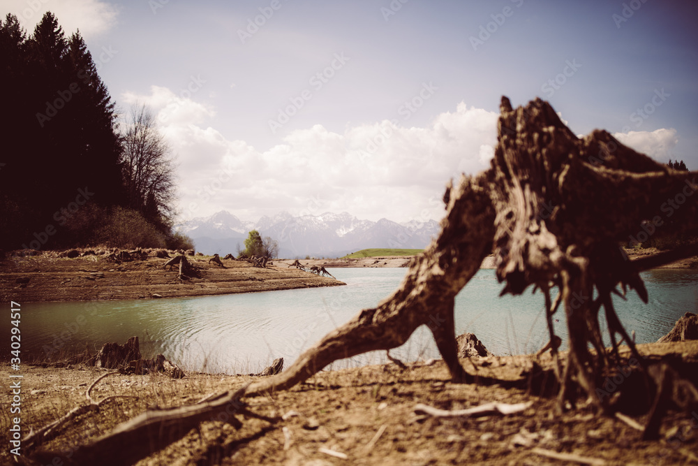 Fototapeta premium Forggensee im Frühling, Baumstamm