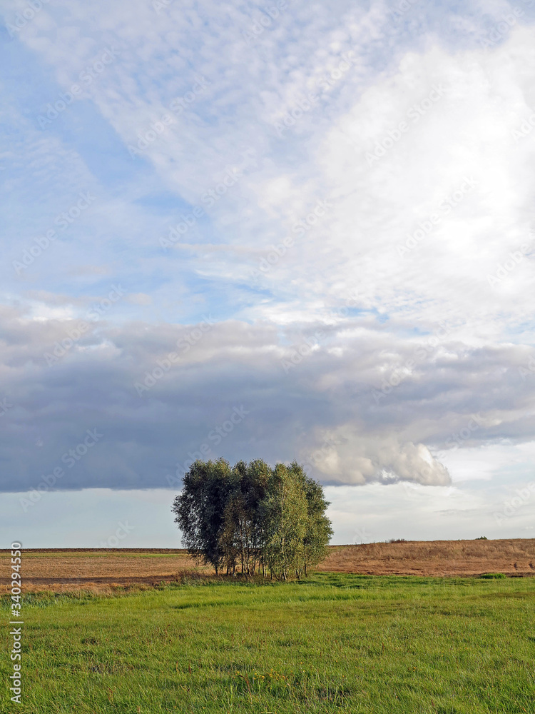 Fototapeta premium trees in the meadow