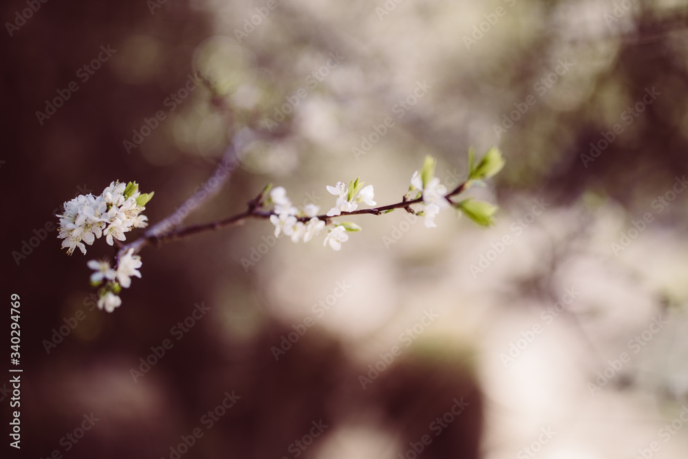 weiße zarte Blüten im Frühling weiße zarte Blüten im Frühling