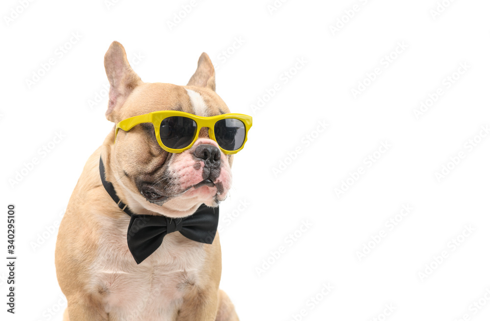 Cute  brown french bulldog wear sunglasses and black bow tie