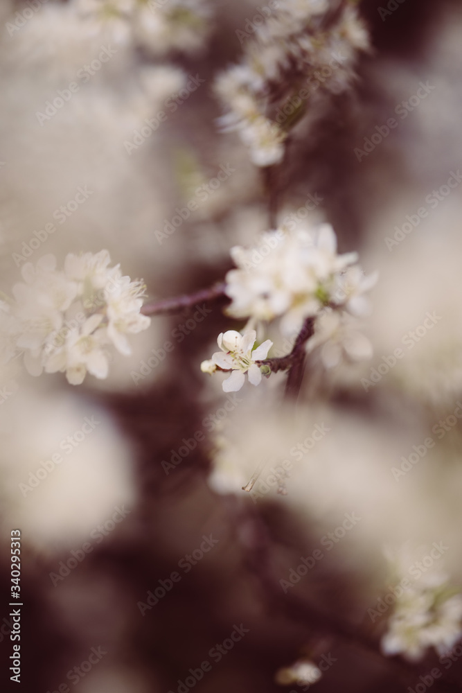 weiße zarte Blüten im Frühling