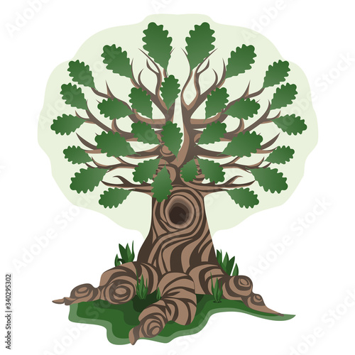 Large and tall oak with leaves. Oak with powerful roots that spread along the ground. A tree with a hollow.