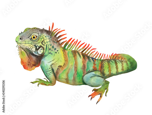Watercolor illustration with iguana  beautiful reptile
