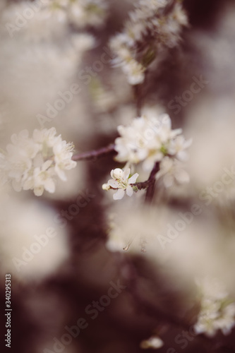 weiße zarte Blüten im Frühling © Bianca