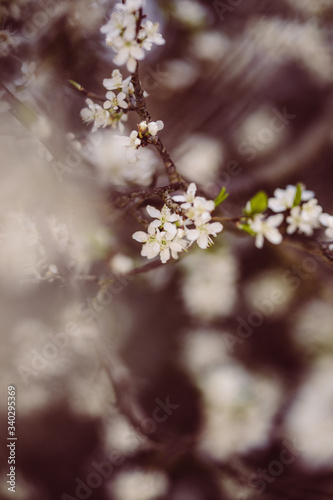 weiße zarte Blüten im Frühling © Bianca