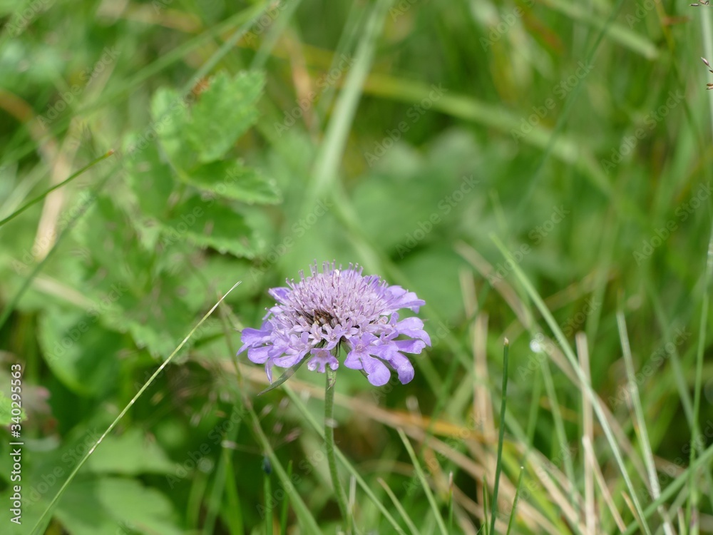 Blume Blume