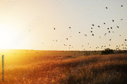 World environment concept. Birds flying on meadow in summer sunset. Picture of birds flying at sunset over the crop field. Sunlight.