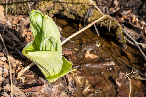 開花前の水芭蕉 Before flowering
Lysichiton camtschatcensis Schott photo