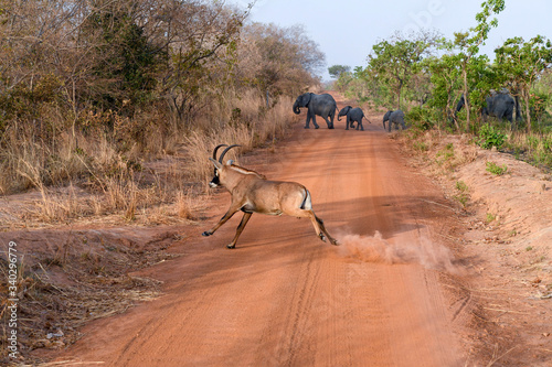 Grant's Gazelle and elephant crossing a dirt road in Nazinga national park in Burkina Faso