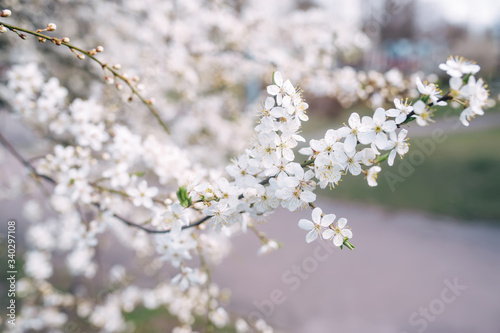 A blooming apple or cherry tree in spring © Irina84