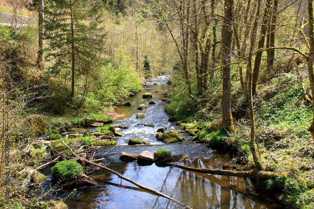 Obraz premium Idyllischer bachlauf der teinach bei bad teinach im schwarzwald