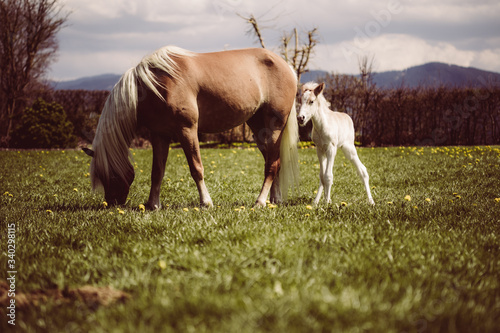 Stute mit Fohlen in der Natur