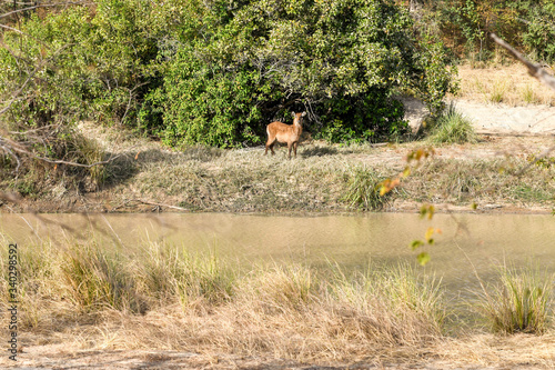 A gazelle is standing on the other side of a river in Nazinga National Park