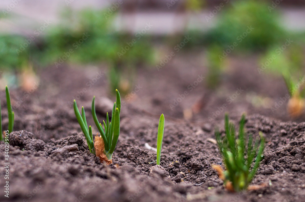 Sprouts of onions sprouted in the ground I sunny spring day Sprouts of onions sprouted in the ground I sunny spring day