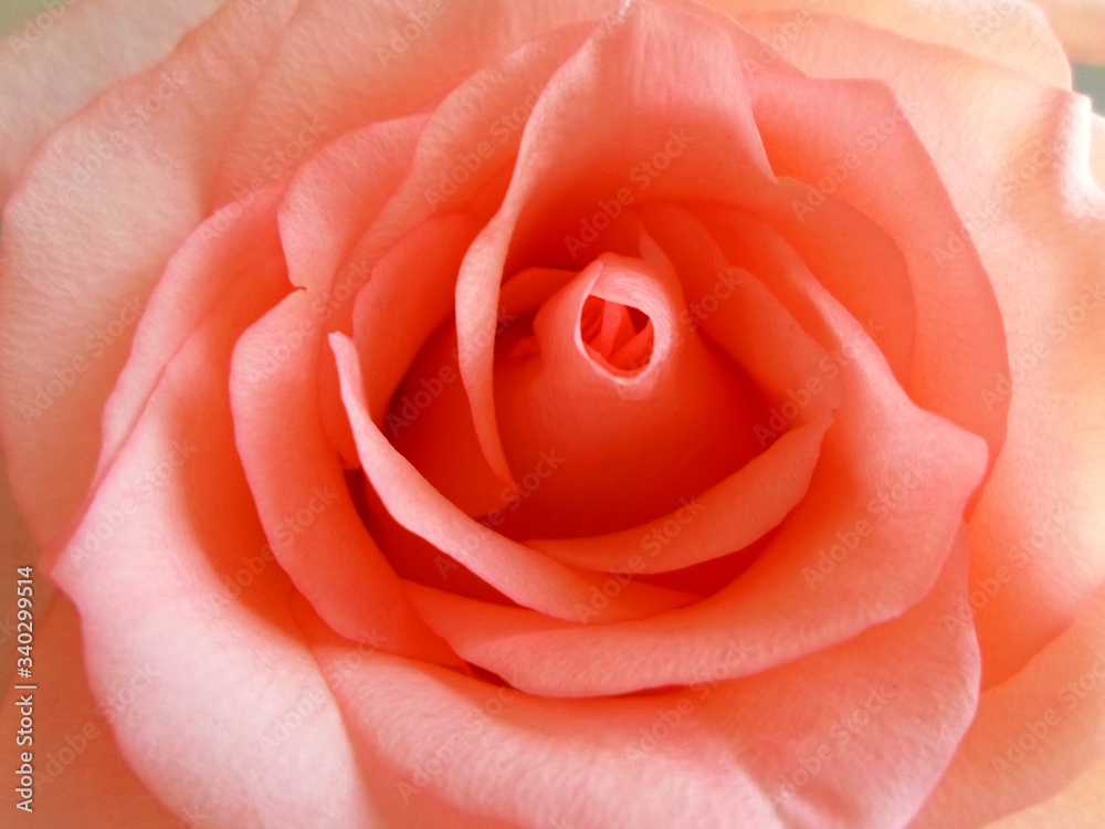 beautiful blooming orange rose macro shot beautiful blooming orange rose macro shot