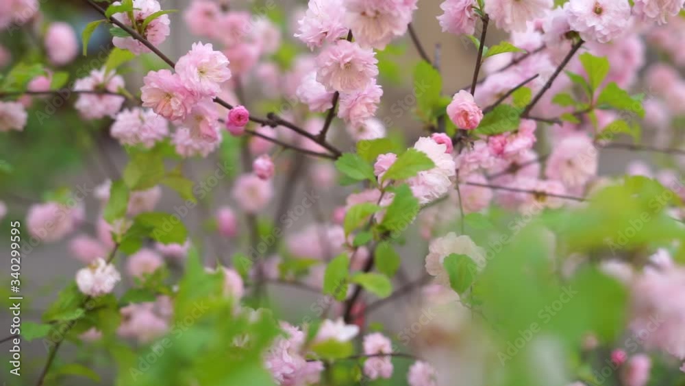Cherry Blossom, Sakura Flower, Blossoming Cherry Tree In Full Bloom , Beautiful Spring Flowers, Fresh Pink Flowers, Beauty Of Fresh Blossoms Petals Cherry Blossom, Sakura Flower, Blossoming Cherry Tree In Full Bloom , Beautiful Spring Flowers, Fresh Pink Flowers, Beauty Of Fresh Blossoms Petals