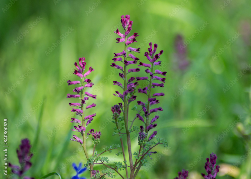 Close-up view of blooming Fumaria officinalis, purple plant in the garden, wild flowers, macro nature, green grass, field, Common fumitory or Earth smoke plant Close-up view of blooming Fumaria officinalis, purple plant in the garden, wild flowers, macro nature, green grass, field, Common fumitory or Earth smoke plant
