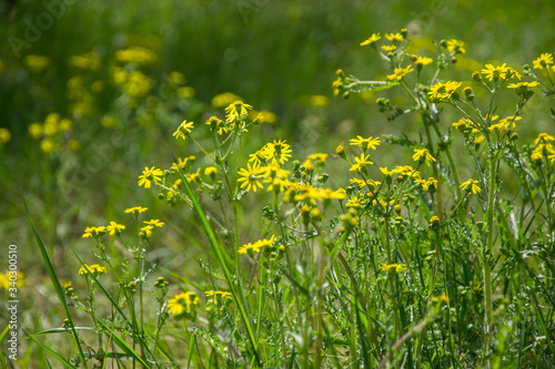 Field of beautiful Dahlberg daisy, meadow with wild flowers and green grass. Yellow blurred bokeh background, seasonal flora © Len0r