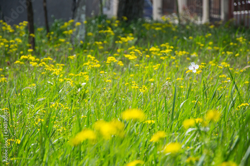 Fototapeta Naklejka Na Ścianę i Meble -  Field of beautiful Dahlberg daisy, meadow with wild flowers and green grass. Yellow blurred bokeh background, seasonal flora