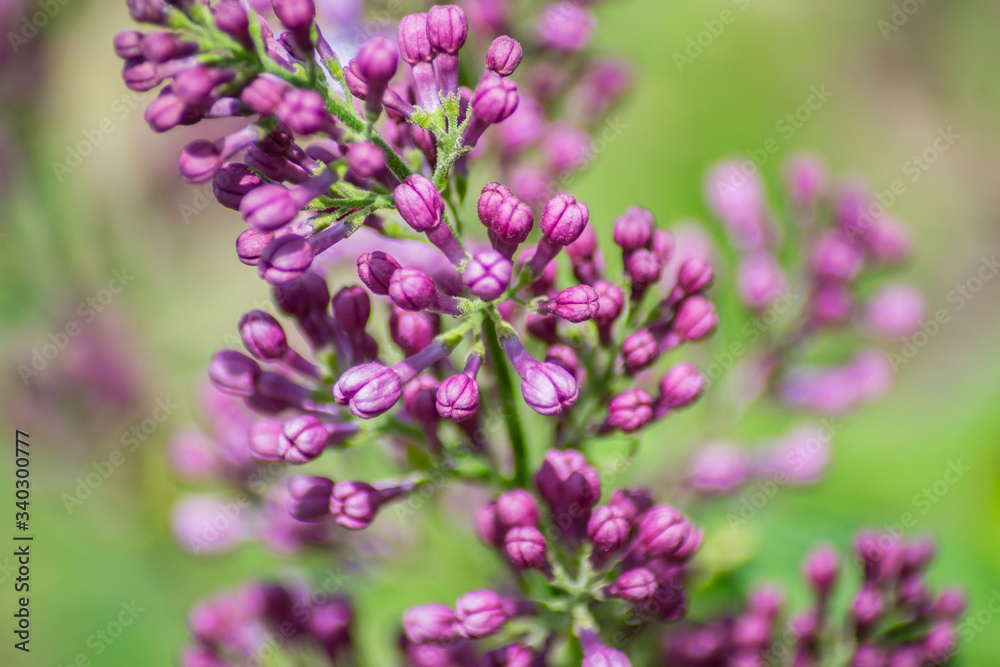 Close-up of purple lilac flower in bloom, blossoms in spring season, macro nature outdoors, seasonal, green background Close-up of purple lilac flower in bloom, blossoms in spring season, macro nature outdoors, seasonal, green background