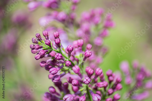 Close-up of purple lilac flower in bloom, blossoms in spring season, macro nature outdoors, seasonal, green background