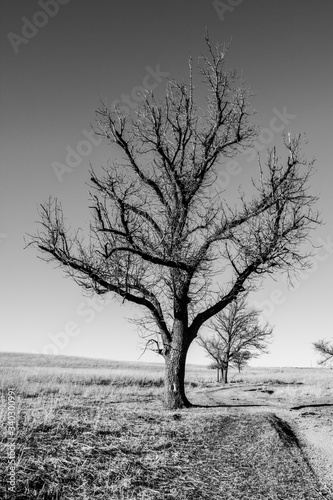 lonely tree in winter