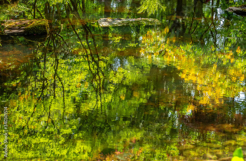 Awe reflection of blossominf nature    yellow and green    in pond in japanese garden in the Hague   Netherlands