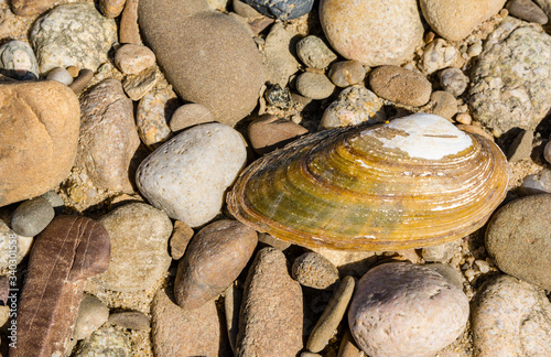 Anodonta sp. is a species of freshwater mussel, an aquatic bivalve mollusk in the family Unionidae, the river mussels.