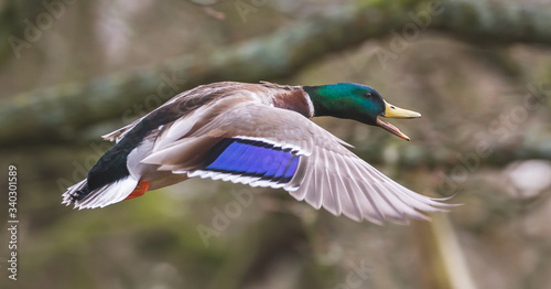 Fotografie, Obraz male mallard duck in flight