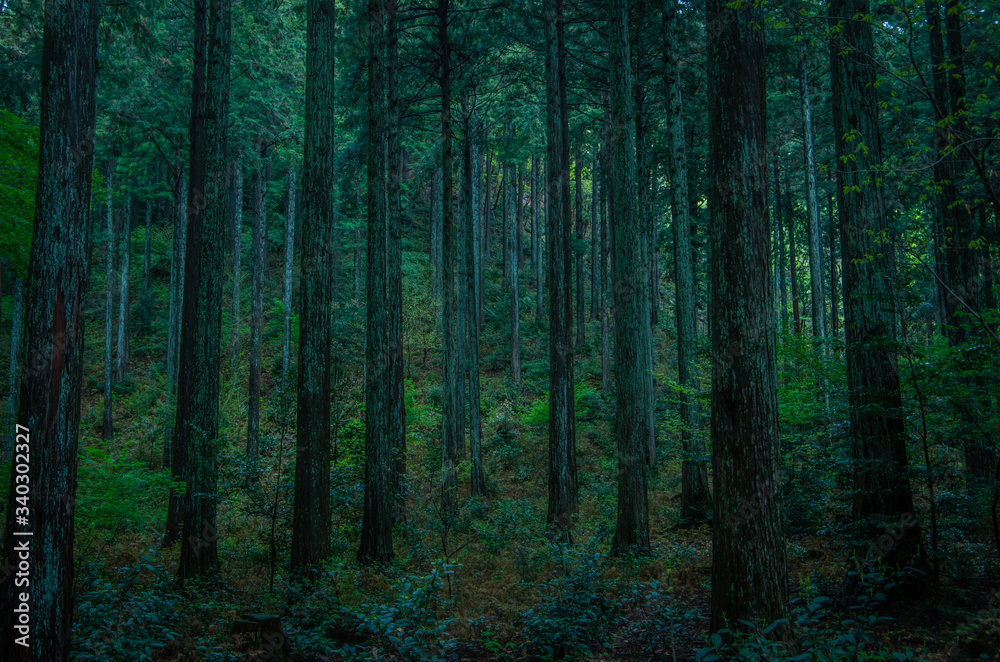 Obraz premium 深い森