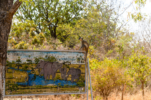 A monkey sits on board in  Nazinga National Park photo