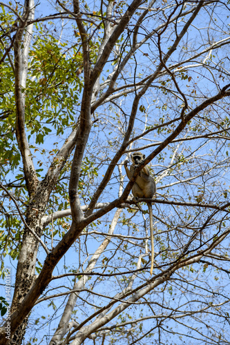 A monkey sits on branches in Nazinga National Park © Alexander