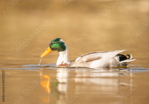 Male mallard wild duck